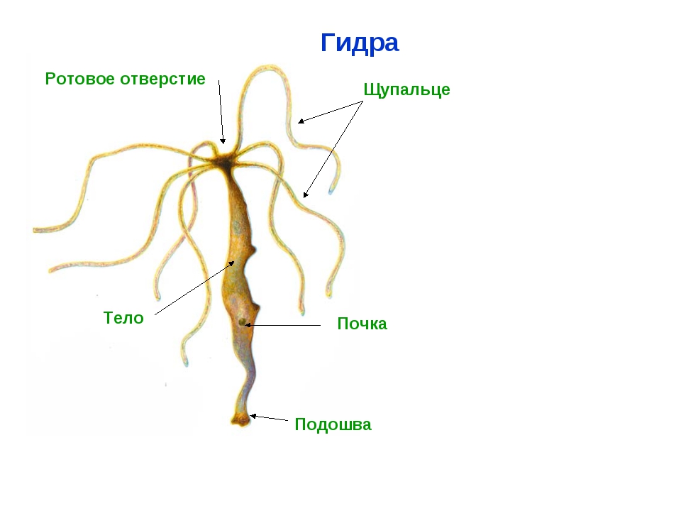 Кракен площадка нарко
